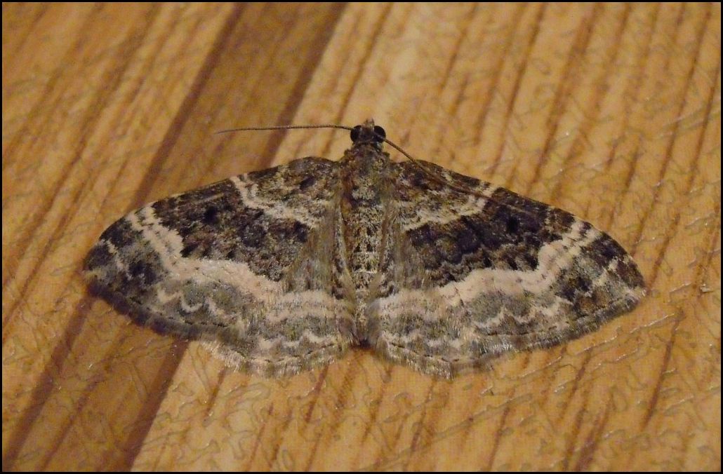 Geometridae? S, Epirrhoe sp.